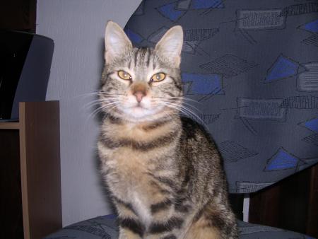 mon chat