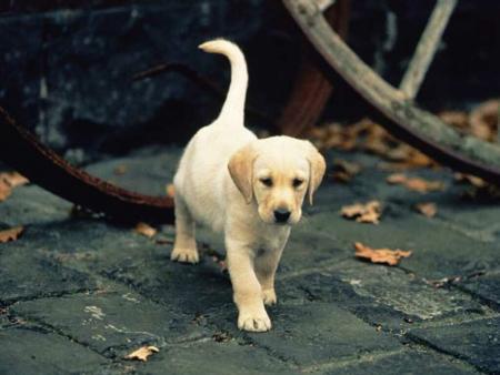 il resemble au chien a camille